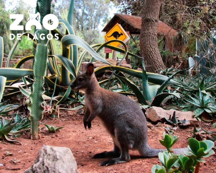 Zoo de Lagos